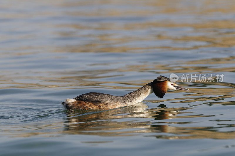 大山脊grebe (Podiceps crista)